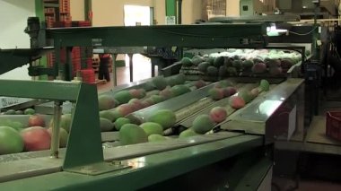 Endüstriyel meyve ayırıcısında mango