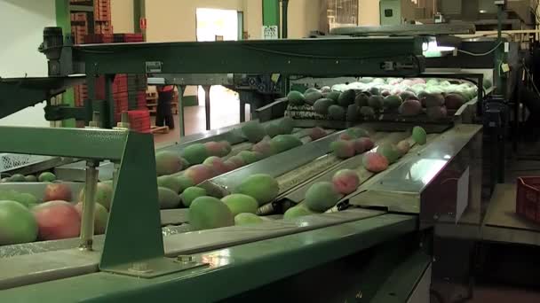 工业水果分级机中的芒果 — 图库视频影像