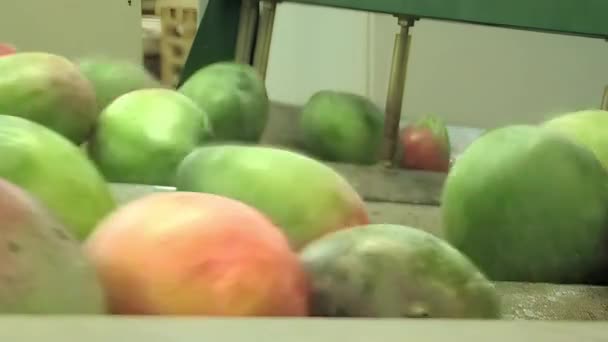 産業加工フルーツのラインのマンゴー — ストック動画
