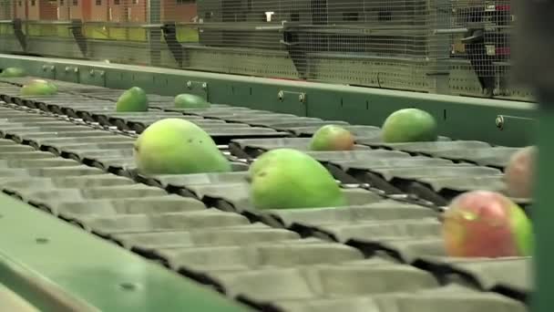 Μάνγκο Μια Βιομηχανική Γραμμή Grader Φρούτων — Αρχείο Βίντεο