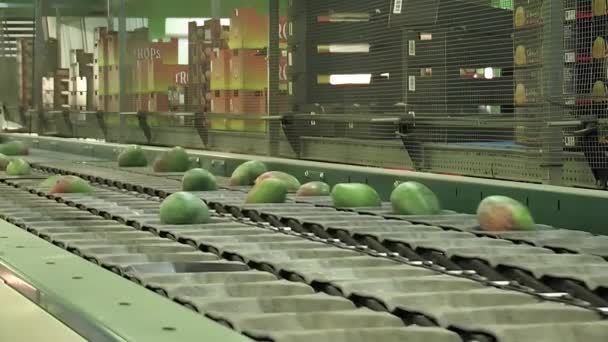 系列工业水果分级机中的芒果 — 图库视频影像