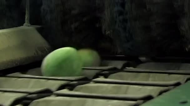 フルーツの加工の産業ラインのマンゴー — ストック動画