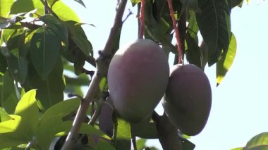 Mangolar mango ağacında asılı.