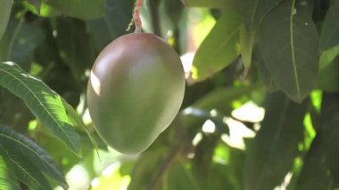 Mango ağacında asılı duran mango.