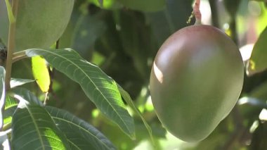 Mango ağacında asılı güzel mango