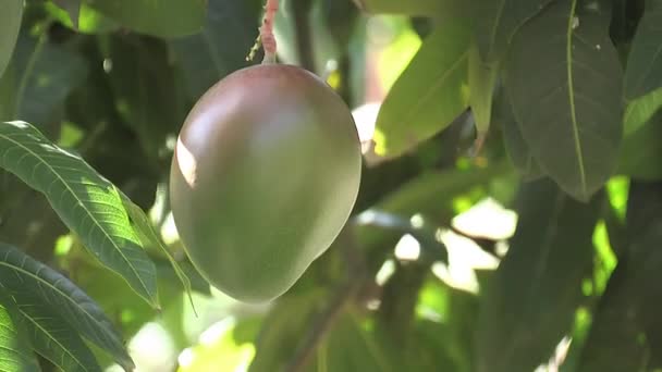 Mango Wiszące Drzewie Mango — Wideo stockowe
