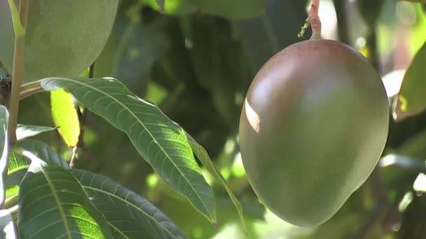 Hermoso Mango Colgado Árbol Mango — Vídeos de Stock