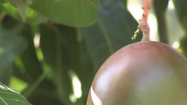 Hermoso Mango Colgado Árbol Mango Detalle — Vídeos de Stock