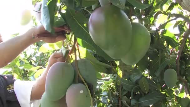 Agricultor Cosechando Mangos Con Una Tijera — Vídeos de Stock