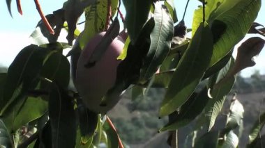 Ağaçtan bir sopayla mango topluyorum.