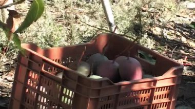 Taze toplanmış mangoları bir kutuya koymak.