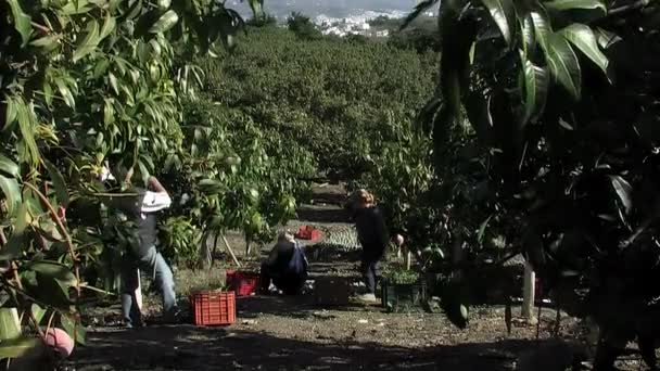 Trabajadores Cosechando Mangos Una Plantación Mediterránea Mango — Vídeos de Stock