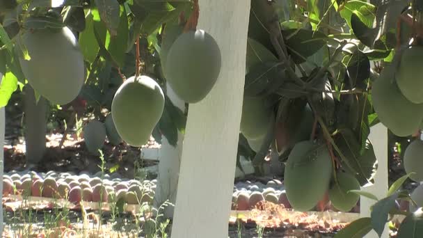 Mango Wiszące Drzewie Mango Powiększenie — Wideo stockowe