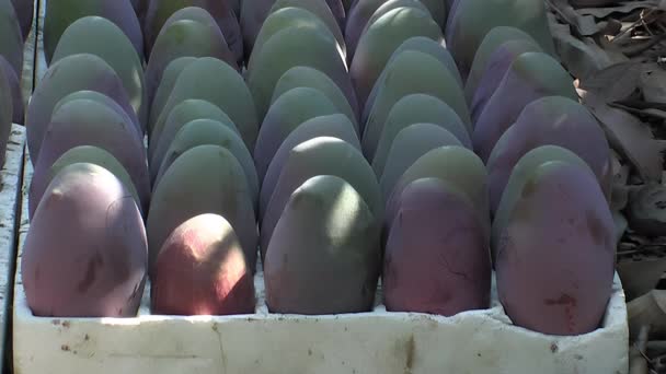 Nagy Mangók Frissen Szüretelve Egy Ültetvény Padlóján — Stock videók