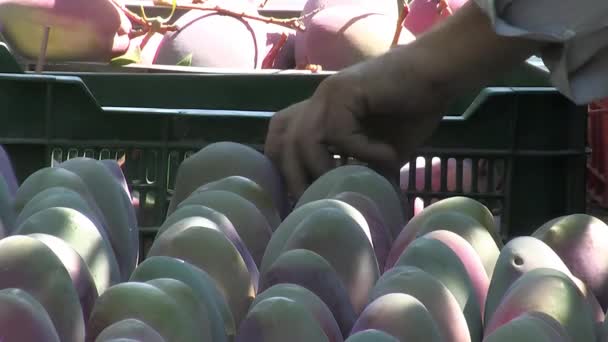 Colocar Mangos Recién Cosechados Una Plantación Tropical — Vídeos de Stock