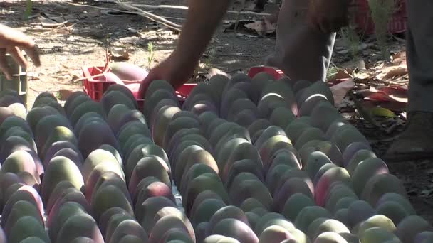 Placing Mangoes Freshly Harvested Ground Plantation — Stock Video