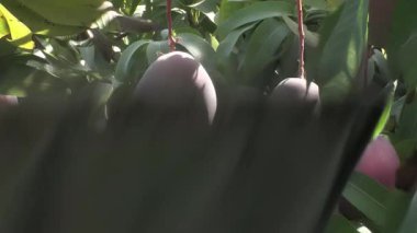 Mango ağacından mango topluyorum.