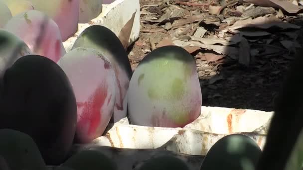 Colocación Mangos Recién Cosechados — Vídeos de Stock