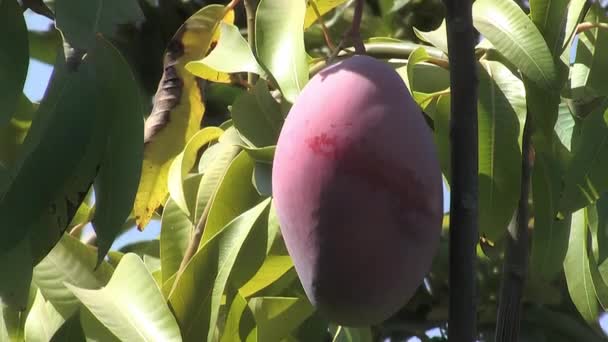 Mango Maduro Árbol Mango — Vídeos de Stock