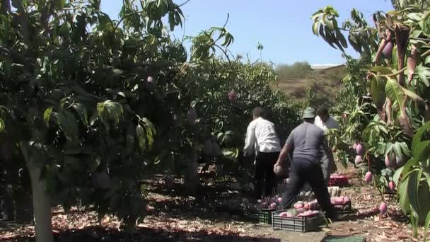 Cosechar Mangos Una Plantación Tropical — Vídeos de Stock