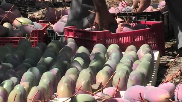 Colocación Mangos Recién Cosechados Cosecha Mango — Vídeo de stock