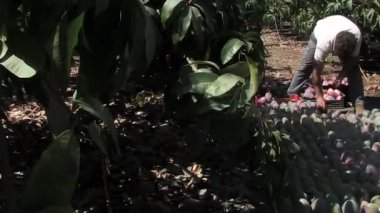 Çiftçi, tropikal bir tarlada toplanan mangoları yeni biçiyor.