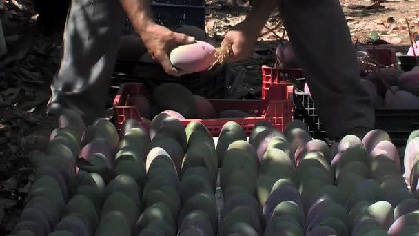 Agricultor Colocando Mangos Recién Cosechados Una Plantación Tropical — Vídeo de stock