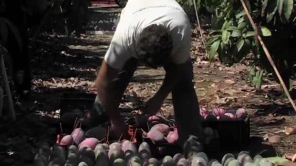 新鮮に収穫されたマンゴーを置く農民 — ストック動画