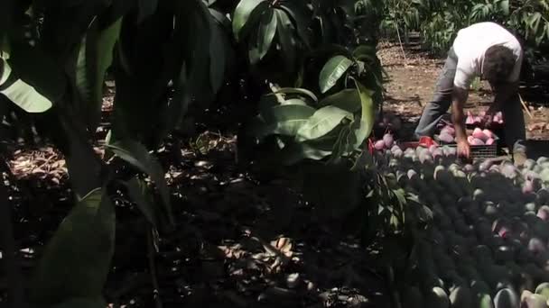 熱帯プランテーションで新鮮に収穫されたマンゴーを置く農民 — ストック動画