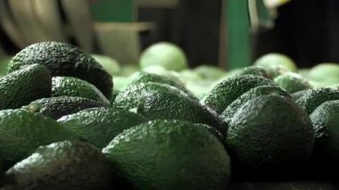 Endüstriyel bir sınıflandırma ve ambalaj çizgisi içinde avokadolar