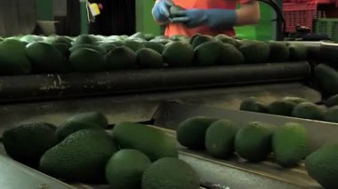 İşçi avokadoları endüstriyel sınıflandırma çizgisinde atıyor