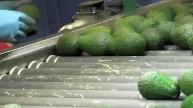 Endüstriyel bir sınıflandırma çizgisinde haass avokadolar yuvarlanıyor