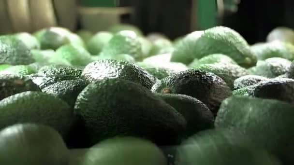 Авокадо Прокатывающееся Промышленной Линии — стоковое видео