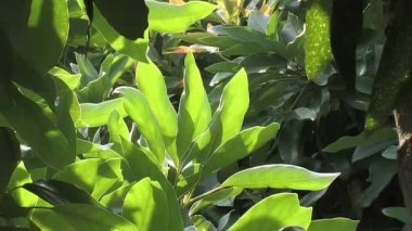 Avokado yaprakları bir avokado ağacında
