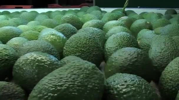 Green Hass Avocados Rolling Industrial Line Packaging — Vídeo de stock