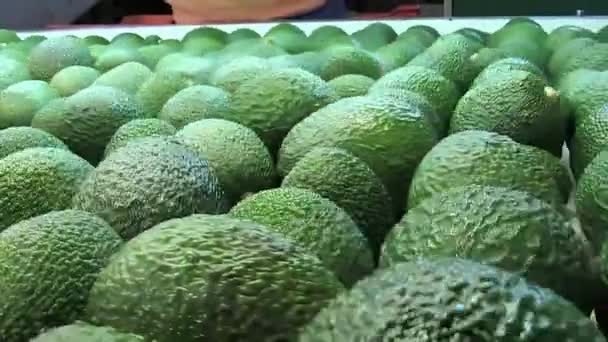 Green Hass Avocados Industrial Line Packaging — Stock Video
