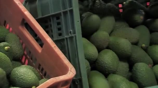 Выгрузка Коробок Авокадо Промышленную Линию — стоковое видео