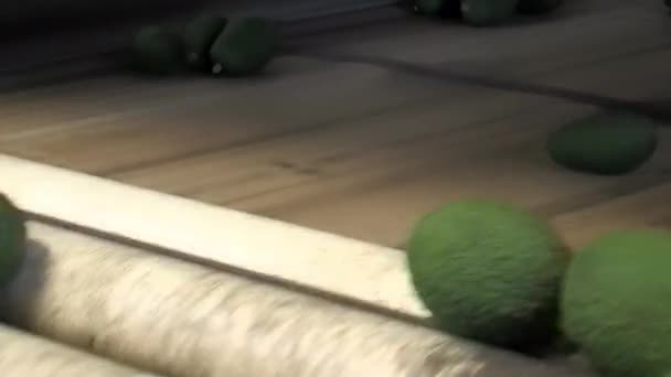 Taşıyıcı Banttaki Avokadolar — Stok video