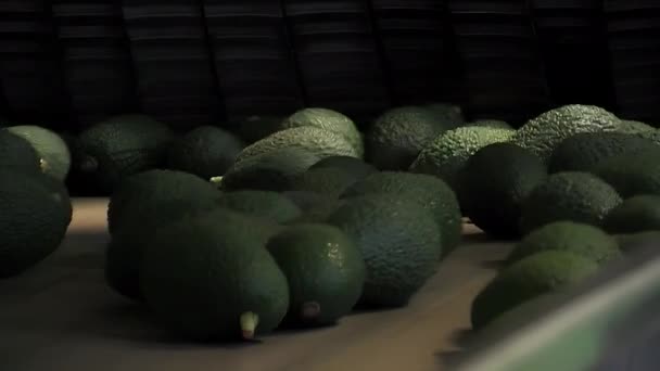 Авокадо Промышленном Транспортере — стоковое видео