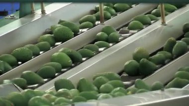 Avokadoları manipülasyon ve sınıflandırma doğrultusunda taşıyan endüstriyel taşıyıcı