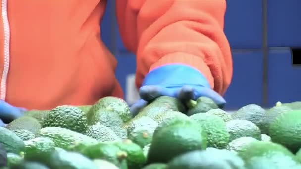 Wegwerfen Von Avocados Einem Industriellen Förderband — Stockvideo