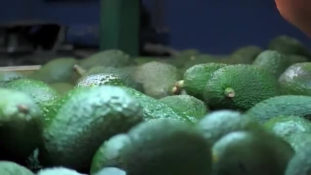 Выбрасывание Авокадо Промышленную Классификационную Линию — стоковое видео