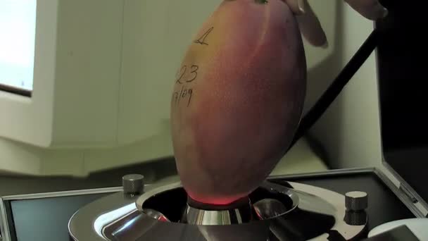 Işın Makinesiyle Mango Meyvesinde Kalite Testi Yapıyorum — Stok video