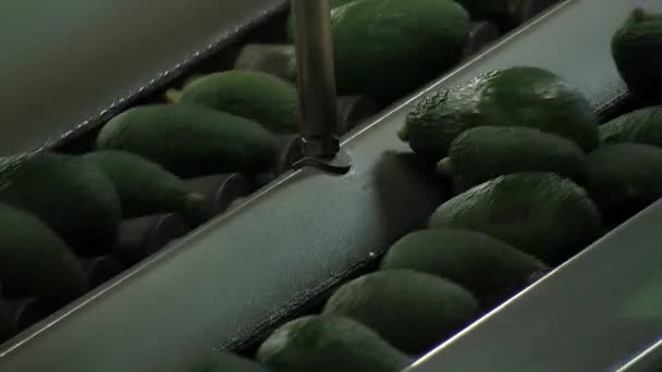 Endüstriyel Taşıyıcıda Avokadolar — Stok video