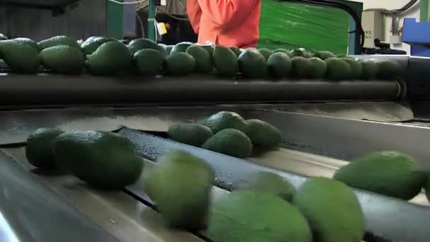 Endüstriyel Taşıyıcı Avokado Ile Endüstriyel Bir Manipülasyon Hattında — Stok video
