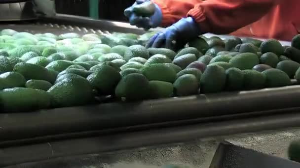 Éliminer Les Avocats Hass Dans Une Ligne Classification Industrielle — Video