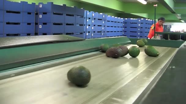 Velez Malaga Spain 2018 Hass Avocados Industrial — 图库视频影像