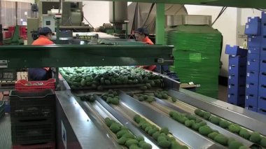 Velez Malaga, İspanya, 15 12 2018 Avokadolarlı endüstriyel taşıyıcı
