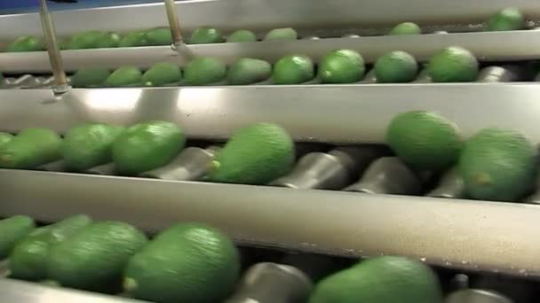 Авокадо Прокатывающееся Промышленной Линии Классификации — стоковое видео