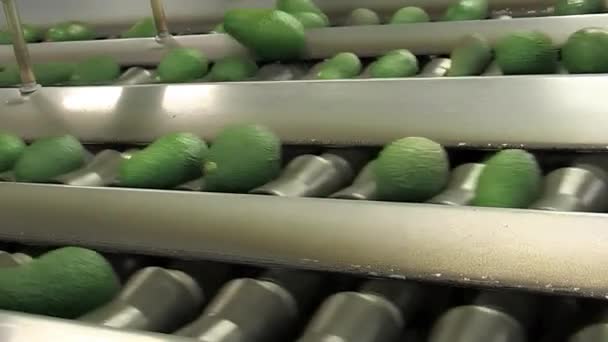 Hass Avocados Industrial Line Grader — Stock Video